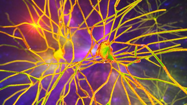 Neurones, illustration 3D montrant des cellules cérébrales situées dans le cortex temporel du cerveau humain dans la région de Brodmann 20. Ils sont impliqués dans le traitement visuel de haut niveau et la mémoire de reconnaissance - Photo, image