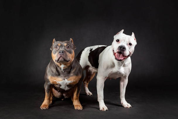 Two american bully breed dogs at black background - Fotoğraf, Görsel