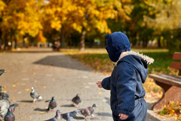 Маленький мальчик в комбинезоне и смешная шляпа кормит голубей пшеницей в парке осенью, вид сзади. - Фото, изображение