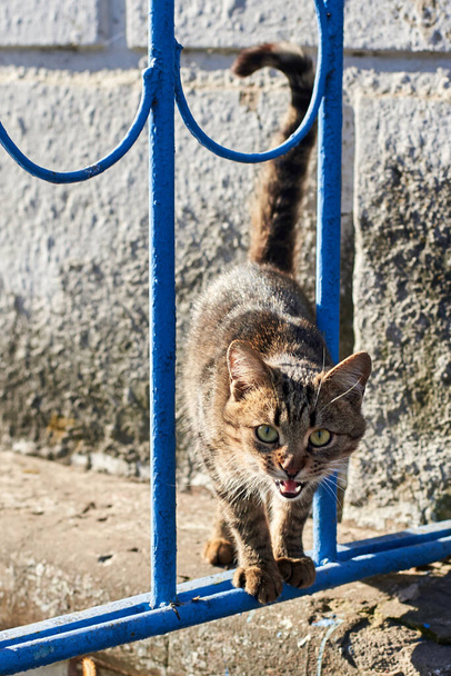 A stray stripy cat hisses through the grate of the fence, the animal protects its territory - Photo, Image