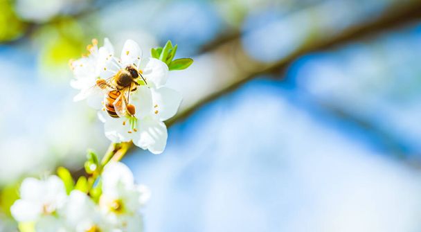 Primo piano di un'ape mellifera che raccoglie nettare e diffonde polline su fiori bianchi su ciliegio. - Foto, immagini