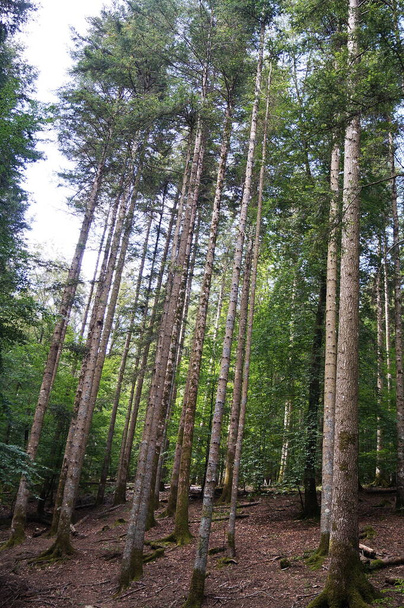 Fir trees in the forest of Vallombrosa, Τοσκάνη, Ιταλία - Φωτογραφία, εικόνα