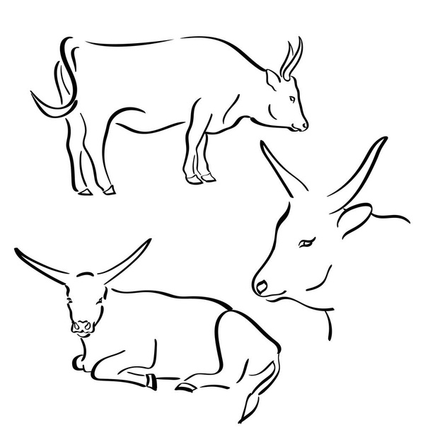 Cow drawn in flat line style. Фермерское животное. Вектор - Вектор,изображение