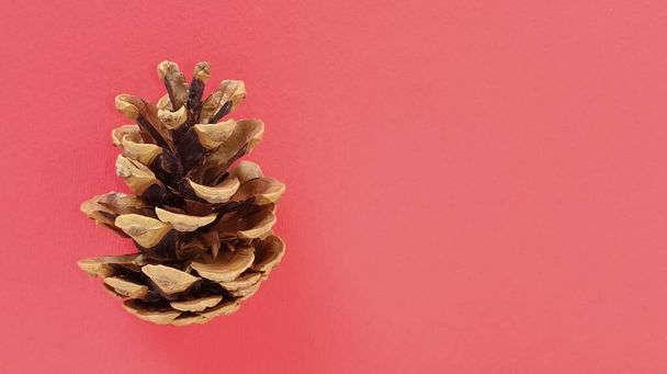 beautiful pine cone on a red background. New Year and Christmas decorations. Spruce or pine cone close up. Spruce cone on the left. - Photo, image