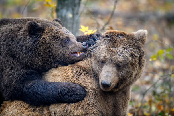 Twee beren spelen of vechten in het herfstbos. Gevaar dier in de natuur habitat. Groot zoogdier. Plaats delict voor wilde dieren - Foto, afbeelding