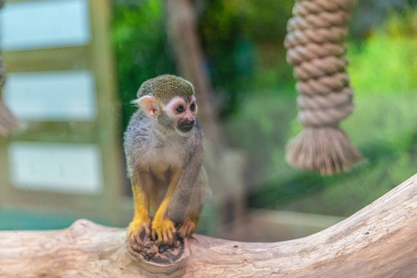 Guianai mókus majom saimiri ül a csupasz fa törzs között a növényzet - Fotó, kép