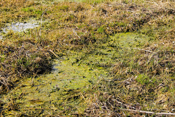 Болота с водорослями в стоячей воде - Фото, изображение