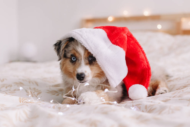 Cute small dog pet in Santa hat lying on bed at home. Christmas New Year holiday celebration. Adorable miniature Australian shepherd dog puppy with Christmas lights garland. - Photo, image