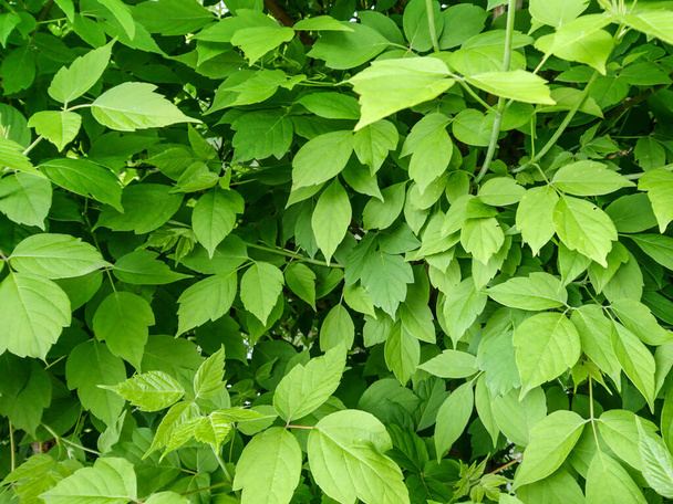 Primavera verde hojas brillantes naturaleza primer plano fresco patrón fondo - Foto, imagen
