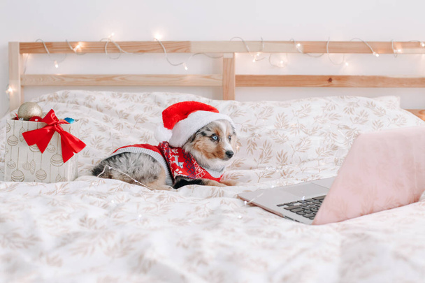 Cute small dog pet in Santa hat lying on bed at home watching Christmas movie on laptop. Christmas New Year online holiday celebration. Adorable miniature Australian shepherd dog puppy. - Zdjęcie, obraz