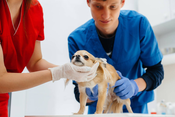 In a modern veterinary clinic, a thoroughbred Chihuahua is examined and treated on the table. Veterinary clinic - Foto, Bild