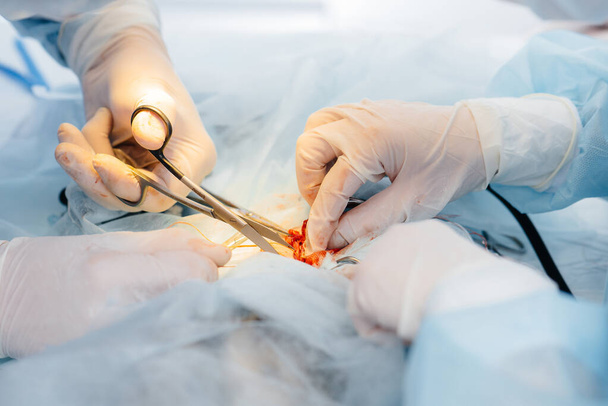 In a modern veterinary clinic, an operation is performed on an animal on the operating table in close-up. Veterinary clinic - Photo, image