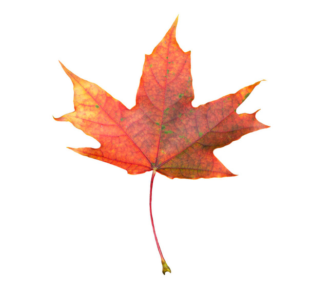 Hoja de arce vibrante en colores escarlata de caída aislada en blanco. Primer plano de hoja de arce otoño - Foto, Imagen