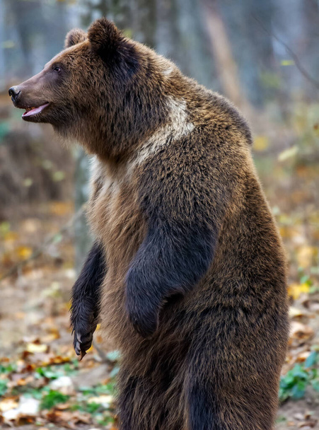Ruskea karhu metsässä - Valokuva, kuva