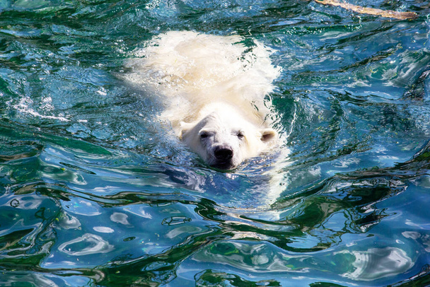 Вид спереди молодого белого медведя во время купания, научное название Ursus maritimus - Фото, изображение