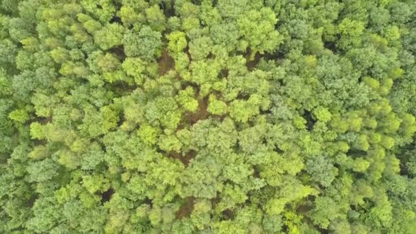 Felülről lefelé légi kilátás zöld nyári erdő sok friss fák. - Felvétel, videó