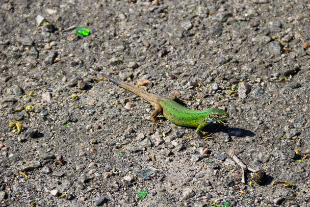 Zöld gyík a szürke aszfalt úton - Fotó, kép