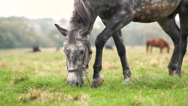 Hermoso caballo gris pastando en pastizales verdes campo de verano. - Metraje, vídeo