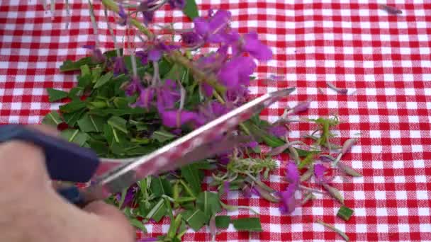 Разрезание Fireweed ножницами на мелкие кусочки и сушка для чая (Chamerion angustifolium) - Кадры, видео