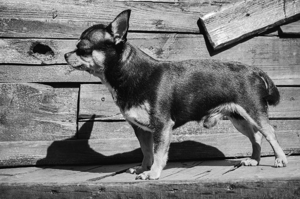 Chihuahua pequeno retrato cão raça. Cão. Foto em preto e branco de um cão em um fundo de madeira - Foto, Imagem