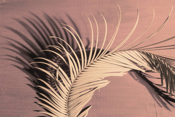 Close-up Tropical Palm Branch on the Set Sail Champagne wooden background with light and shadow. - Valokuva, kuva