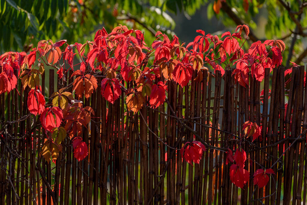 秋に野生のブドウはフェンスを植えました。秋に野生のワインドリング葉。秋の自然 - 写真・画像