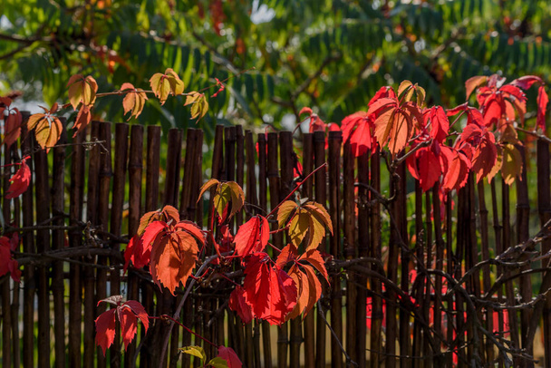 Uvas WILD EN AUTUMN PILTAINED FENCE. Hojas de wingrad silvestres en otoño. Otoño natural - Foto, Imagen