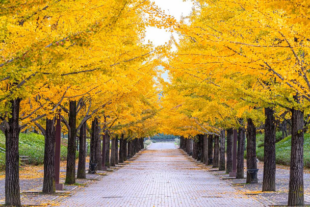 Puut vaihtavat väriä kauniilla keltaisilla lehdillä Azuman urheilupuistossa, Fukushiman kaupungissa, Fukushiman prefektuurissa - Valokuva, kuva