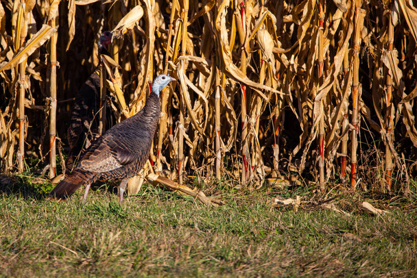 Female wild turkey (Meleagris gallopavo) in a Wisconsin cornfield in autumn, vertical - Foto, immagini