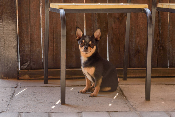 Chihuahua pequeno retrato cão raça. Cão - Foto, Imagem