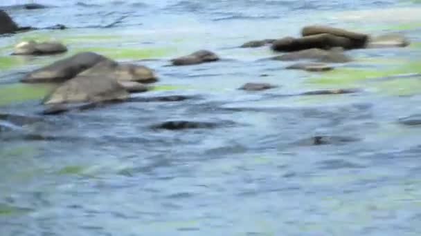 Rivière de montagne avec rochers et arbres verts sur les rives - Séquence, vidéo