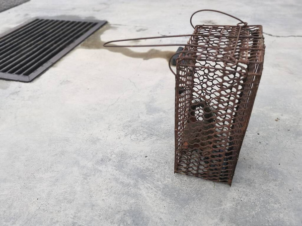 Eekhoorn gevangen in de metalen kooi val. - Foto, afbeelding