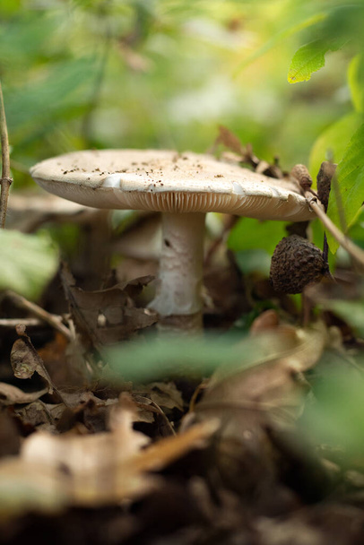 Close-Up de cogumelos crescendo na floresta - Foto, Imagem