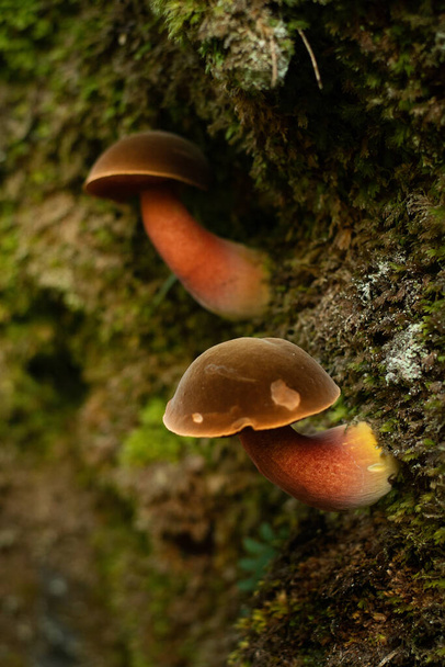Крупним планом гриби, що ростуть у стіні лісу
 - Фото, зображення