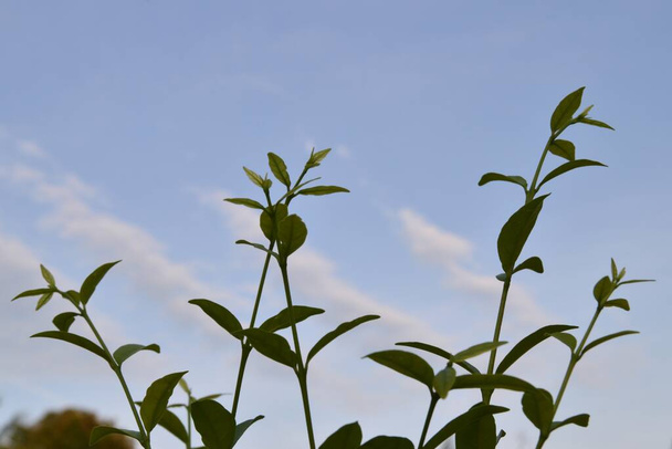the plants is growing up against cloudy sky - 写真・画像
