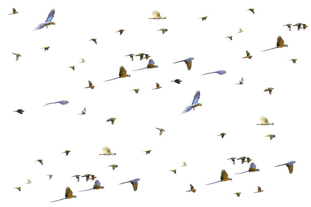 Группа летающих птиц - Форпус, попугаи, какатиель, конуре, изолированные на белом - Фото, изображение