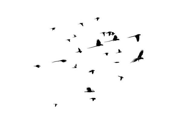 Grupa ptaków latających - Forpus, papużki, cockatiel, conure, izolowane na białym - Zdjęcie, obraz