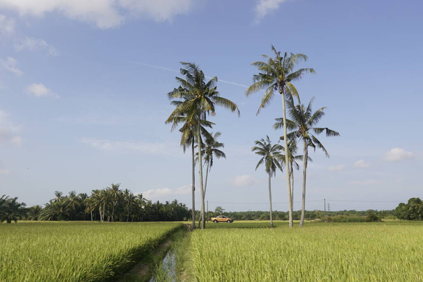 Kokospalmen auf dem Reisfeld von Sungai Mati, Muar, Johor - Foto, Bild