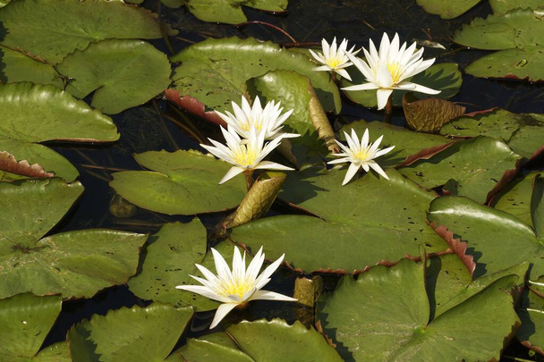 white lotus water lily flower - Foto, Imagem