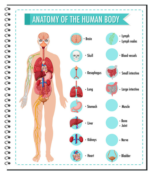 Anatomy of the human body information infographic illustration - Vector, Image