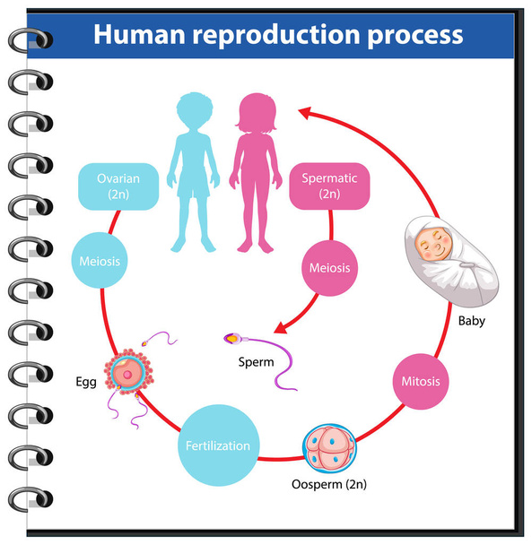 Reproduction Process of Human infographic illustration - Vektor, obrázek