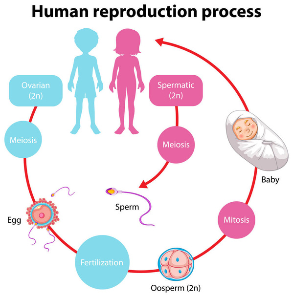 Az emberi infografikus illusztráció reprodukciós folyamata - Vektor, kép