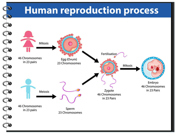 Διαδικασία αναπαραγωγής της ανθρώπινης infographic εικονογράφησης - Διάνυσμα, εικόνα
