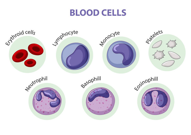 Typ ilustrace krevních buněk - Vektor, obrázek