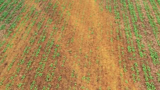 Los productos químicos dañaron el campo agrícola. Vista del dron. - Metraje, vídeo