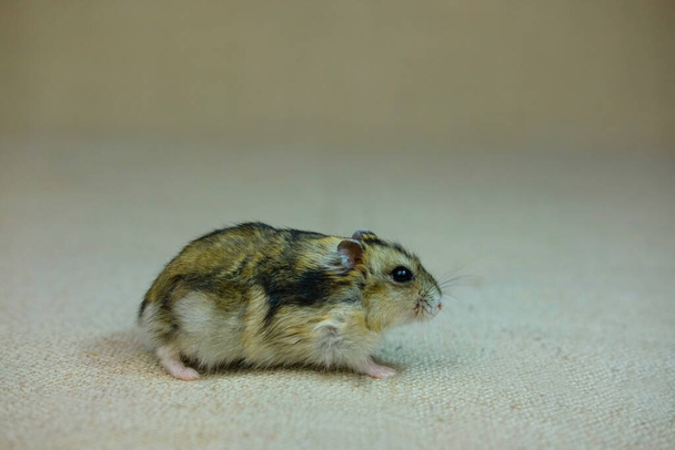 a small dwarf hamster, a cub sitting quietly and curiously watching what is happening, photo taken in a photo Studio - 写真・画像