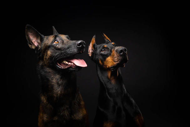 Portrait of a Belgian shepherd dog and a Doberman on an isolated black background. Studio shot, close-up. - Foto, Bild