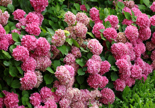 Flowering flowerbed of large flowers called Hydrangea which blossomed in summer - Photo, Image