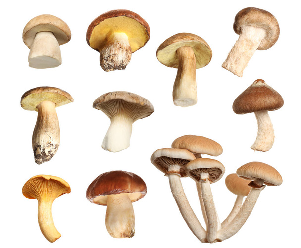Set of different fresh mushrooms on white background - Φωτογραφία, εικόνα