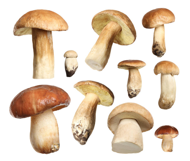 Set of fresh edible mushrooms on white background - Photo, image